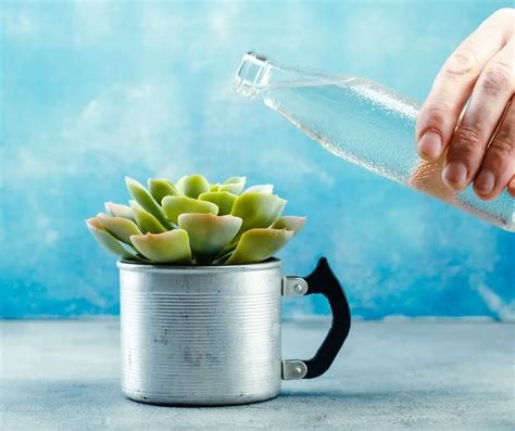 moisture meter succulents|watering succulent plants in pots.